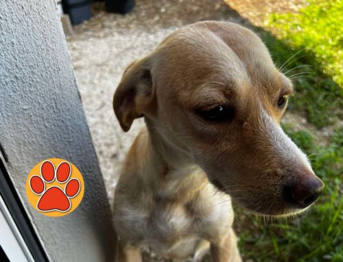 Tornata a casa dopo tre giorni la cagnolina di via Nenni/via Ricci