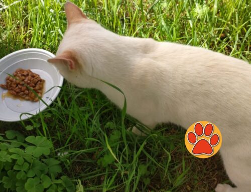 Gatto bianco e beige segnalato in strada in via Lama (Rieti). E’ di qualcuno?