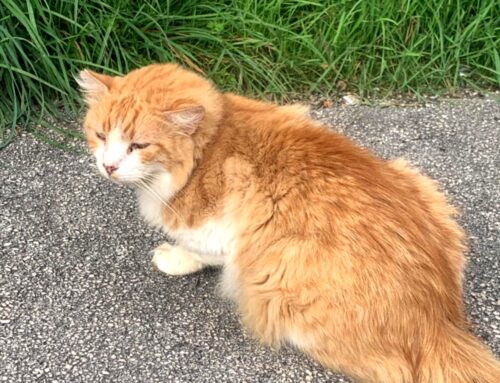 Gattone bianco-arancio davanti al supermercato La Galleria