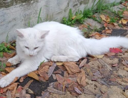 Gatto probabilmente investito a Poggio Moiano e lasciato sul ciglio della strada