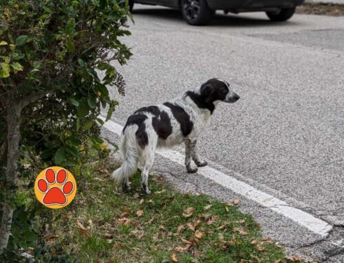 Segnalata a Torricella in Sabina, zoppica ed è impaurita