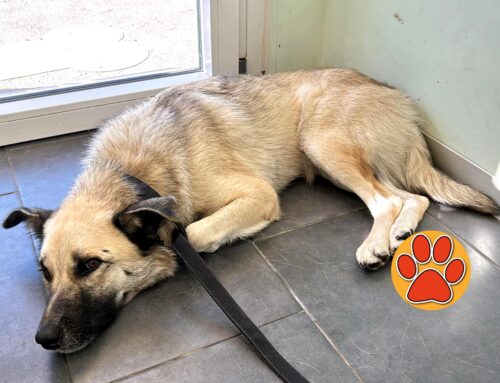 La cagnolina di Osteria Nuova ha una zampa rotta. Le ragazze che l’hanno soccorsa chiedono aiuto