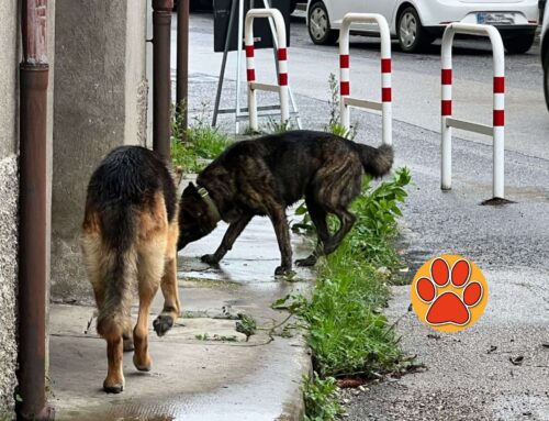 Due cani vaganti a Vazia, forse sono smarriti?