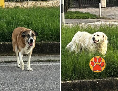 Segnalati a Vazia, camminavano in mezzo strada