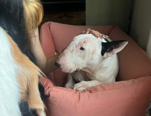 La struggente storia di Arya, Bull Terrier sorda e invalida in cerca adozione. Non voltiamoci dall’altra parte