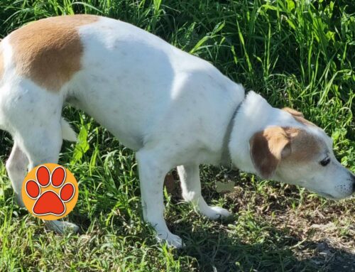 Cane spaesato, ma con collare, segnalato davanti al McDonald’s di Rieti