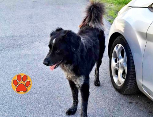 Cagnolino trovato in strada, forse si è perso