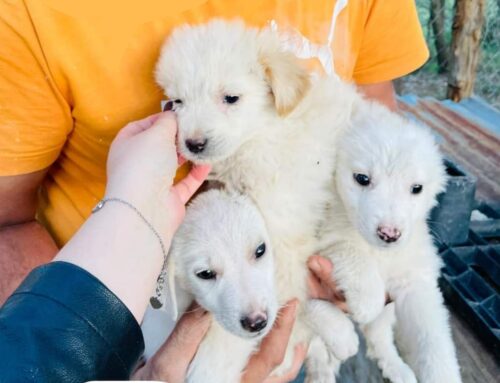 George, Saul e Lollo sono stati trovati mentre vagavano soli