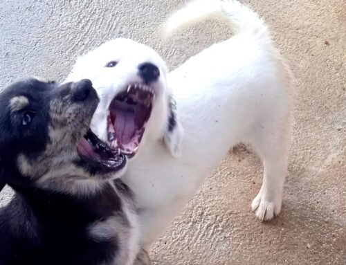 Grrrrrr quattro tesori in cerca di amore. Si trovano a Vasto (Abruzzo)