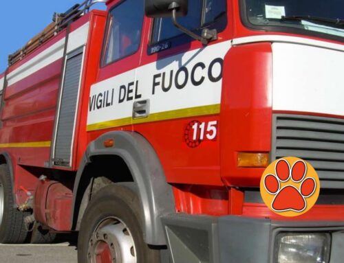 Fonte Nuova (Roma), cane muorē bruciatō dentro l’abitazione che va a fuoco