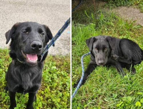 Due cani simil Labrador accalappiati a Bocchignano e trasferiti in Canile. Di chi sono?