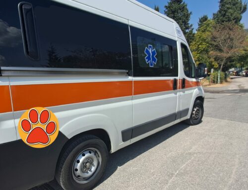 Soccorre un gattino in strada a Treviso e viene investito. Grave un ragazzo