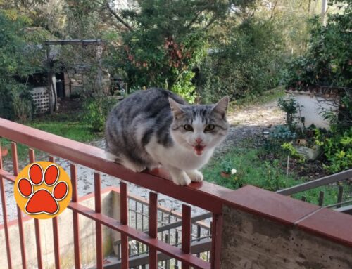 Gatto comparso a Quattro Strade (Rieti). Chi lo ha smarrito?