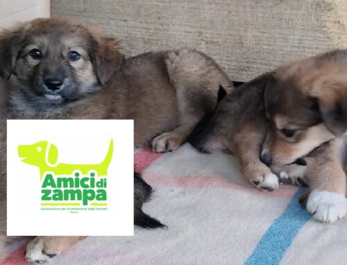 L’Associazione Amici di Zampa OdV è alla ricerca di nuovi volontari che possano aiutare