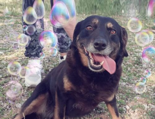 Oggi vi presentiamo la dolcissima Brenda, ama dare baci e salire sulle ginocchia