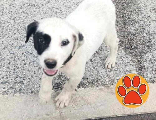 Cagnolino del de Lellis tornato a casa grazie a Tesori a quattro zampe