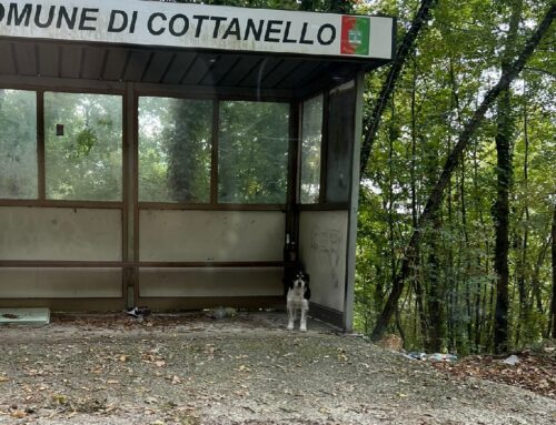 Cagnolino alla fermata Cotral di Cottanello dalla serata del 16 ottobre. Sembra aspettare qualcuno