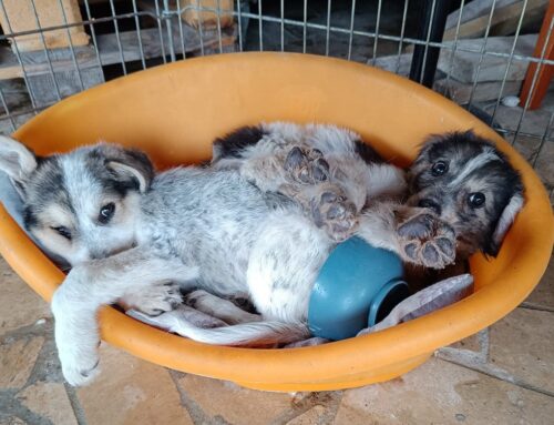 Lola e Charlie che occhioni! I due cucciolotti taglia medio grande cercano casa