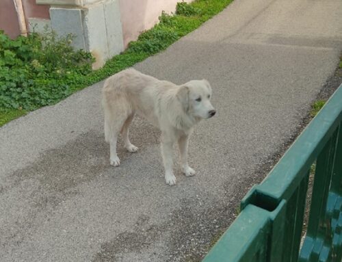 Cani in strada segnalati a Castel San Pietro