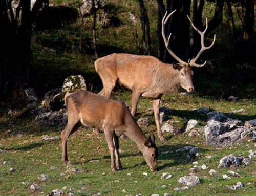 Una giornata alla scoperta della fauna selvatica con Inachis per conoscerla e rispettarla