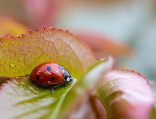 La Coccinella, il simpatico coleottero predatore