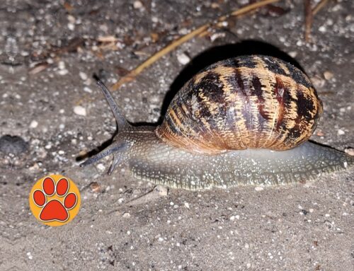 La Chiocciola, mollusco ermafrodita con la casa sempre sulle spalle