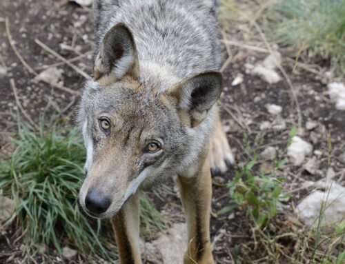 Allarme lupi ad Amatrice, WWF: “Uomo e fauna selvatica debbono coesistere pacificamente. Non lasciare resti di alimenti vicino le case”