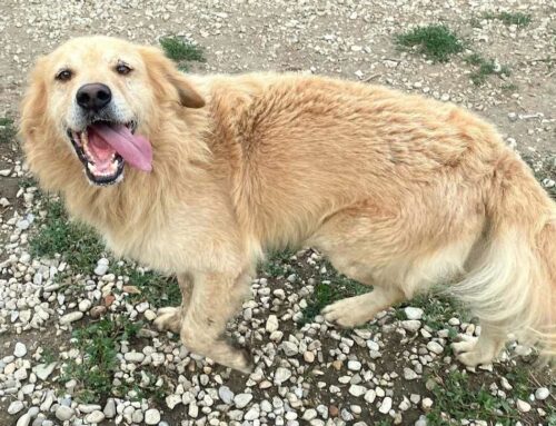 Ciccio, hanno rinunciato a lui una settimana prima della partenza per l’adozione