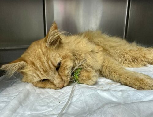 Lion ha bisogno di sangue Tipo A per gatto. Condividiamo e aiutiamolo