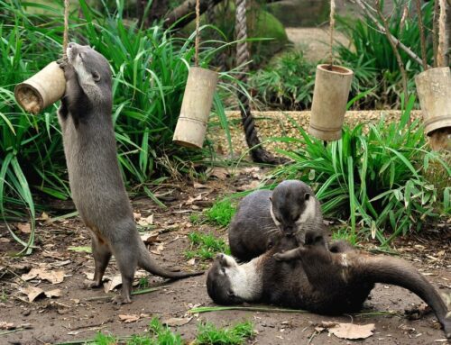 Promozione al BioParco per i residenti di Roma e provincia dall’11 novembre 2024 