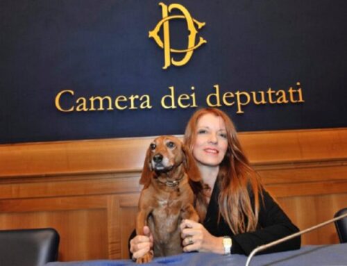 Camera approva pene più severe per reati contro gli animali, On. Brambilla: “Una rivoluzione”