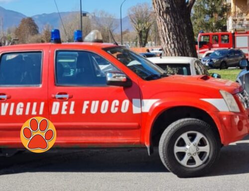 Liberato gattino dal motore di una auto in piazzale Mercatanti. Serve aiuto