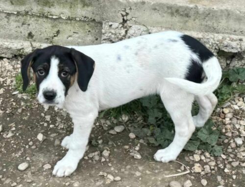 Cucciola Ada da Teramo (Abruzzo). Adozione cercasi