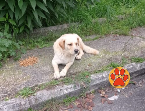 Cane con ciste sotto l’occhio in strada ad Osteria Nuova