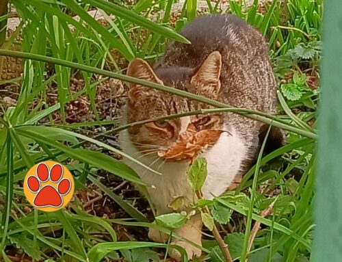 Gatto visto a Piazza Tevere (Rieti) con fango e foglie sul muso. Non riusciva a respirare bene