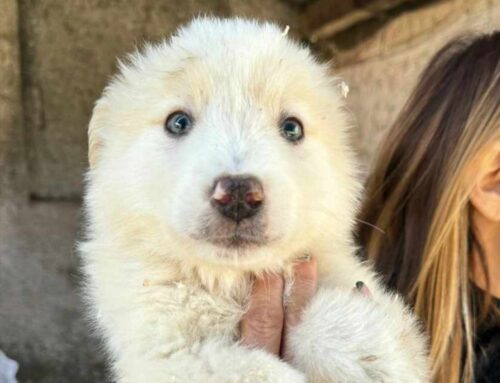 Teramo, sei splendidi cuccioli zuccherosi in attesa di una tua chiamata