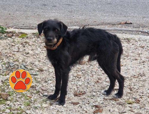 Cane nero comparso a Madonna del Passo. Chi lo ha smarrito?