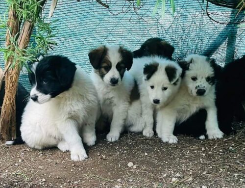 Quattordici cuccioli recuperati a Vico del Gargano. Il loro futuro tra box o una famiglia