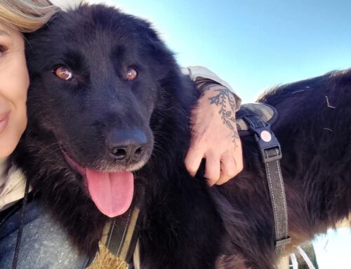 Recuperata in strada con la cucciolata appena partorita. Sabrina ha bisogno di una famiglia