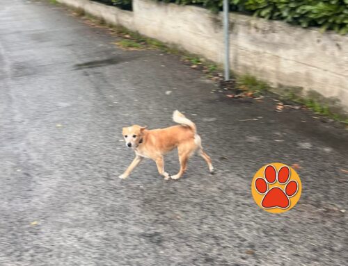 Questo cane è stato avvistato in strada mercoledì 20 novembre