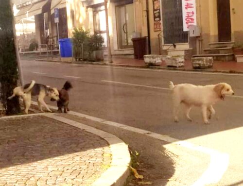 Tre cagnolini segnalati a Contigliano. Si cercano i familiari