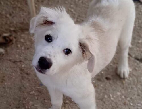 Casper è tornato a casa dopo esser stato adottato