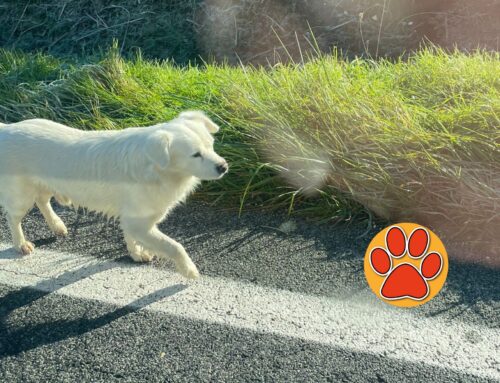 Cucciolo bianco sulla Ternana