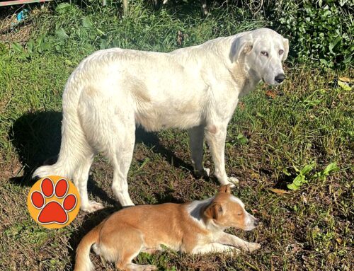 Due cani trovati alla Stazione di Passo Corese