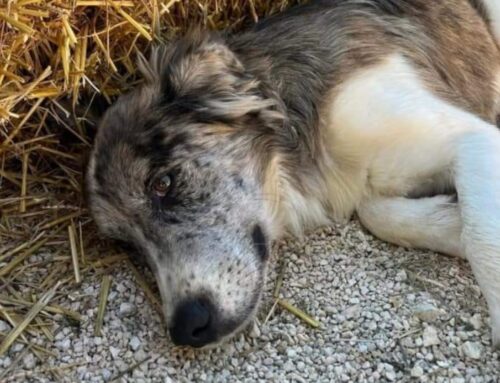 Cucciolone Arthur, simil Pastore Australiano bisognoso di coccole