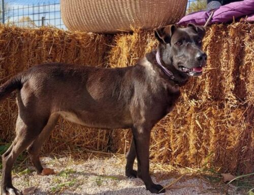 Molosso Zoe, che bellezza: 32 chili di amore