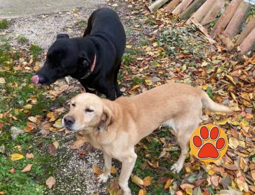 Eccoli i due cani segnalati a Sant’Elia (Rieti). Hanno famiglia?