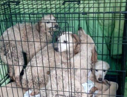 Cucciolata in seria difficoltà: due cagnolini sono già mort*. Serve l’aiuto di tutti