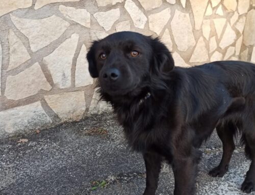 Cane da giorni vagante a Poggio Moiano