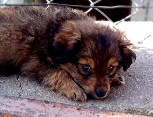 Otto cuccioli di cane abbandonati e demoralizzati